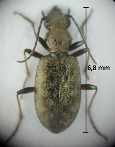 Réf. 195 655 : Asaphidion nebulosum